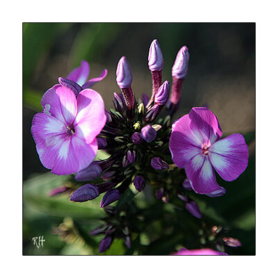 Phlox Paniculata-Hybride “Laura”