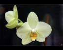 fc_0098-orchidee.jpg