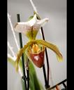 fc_0239-orchidee.jpg
