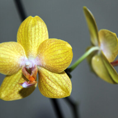 Und noch mehr Orchideen…