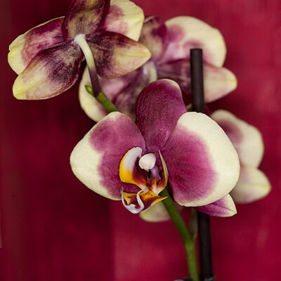 Eine neues Orchidee …