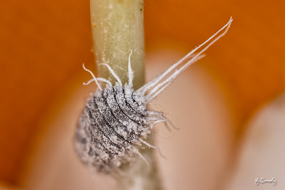 Schmierlaus (Pseudococcidae) Sams Blog