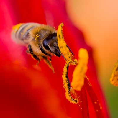 Biene bei der „Honigernte“
