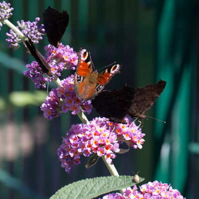 Schmetterling des Sommers 2013 in meinem Garten