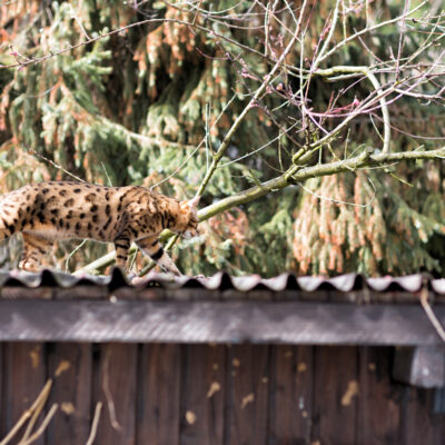 Leopard auf dem Dach gesichtet